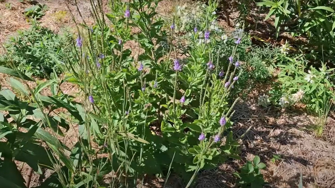 One homeowner shared their video of transforming their lawn into a native prairie garden, inspiring others to do the same.