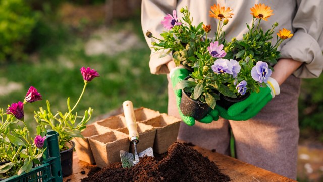 One gardener created a native seed library for their neighborhood in order to raise awareness about native gardening.