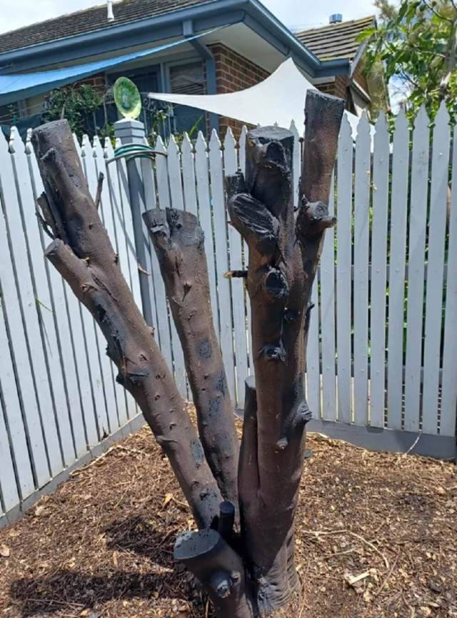 A Redditor shared how their mom's neighbor trespassed onto their property and cut down a significant part of a tree.