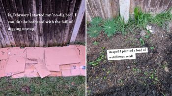 One gardener shared a simple no-dig gardening technique on TikTok that turns a boring lawn into a thriving wildflower haven.