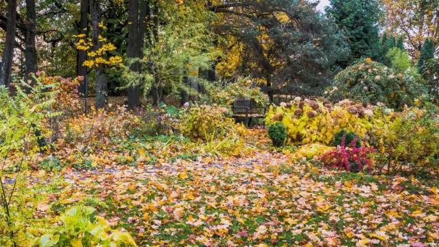 One Maryland homeowner showed the internet how glorious a backyard can look in the fall with no lawn.
