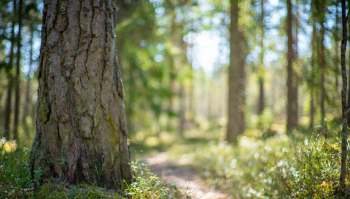 Researchers in New Brunswick are using AI and satellite imaging to protect old forests.