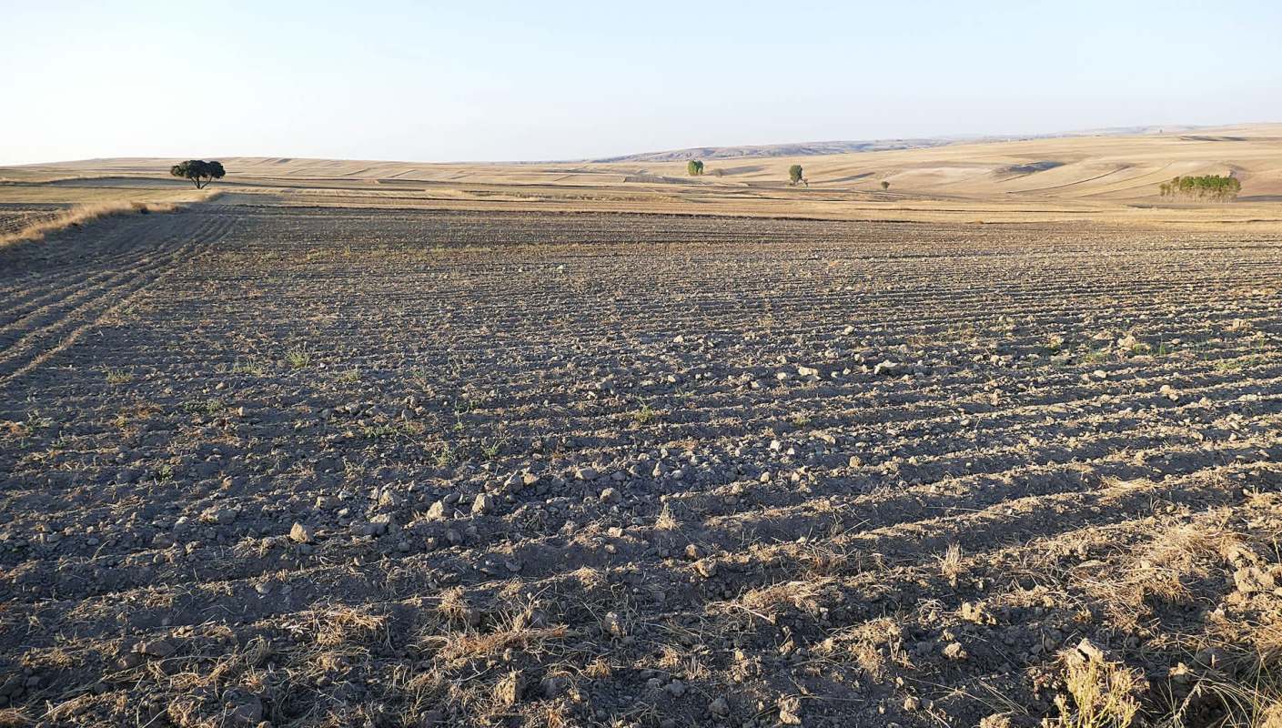 Olive oil is a staple ingredient in many households around the world, but an olive oil shortage could be looming.