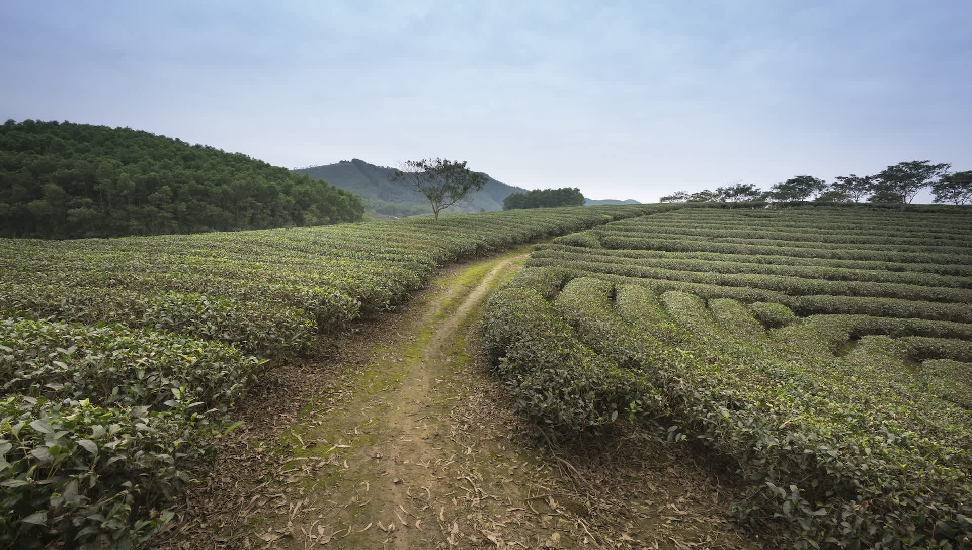 Farmers issue warning as unprecedented weather wreaks havoc on key crop: 'This year's yield is low'