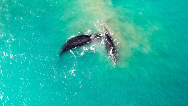 Researchers observed dolphins, swimming rapidly in groups, locating Chinook salmon efficiently, with orcas in tow ready to capitalize on their finds.