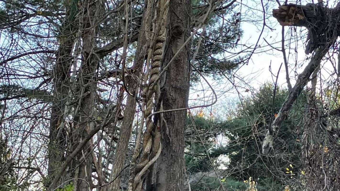 An infuriating ad listing an oriental bittersweet vine for sale for $300 was shared by a group trying to combat invasive species.