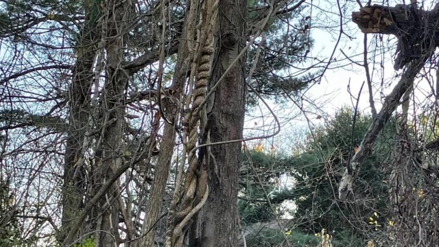 An infuriating ad listing an oriental bittersweet vine for sale for $300 was shared by a group trying to combat invasive species.