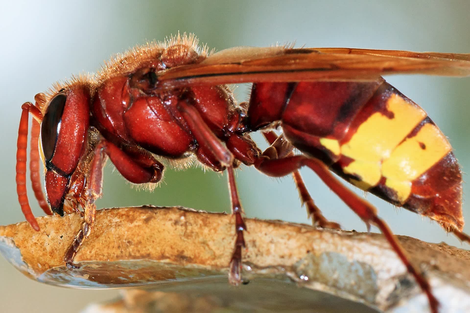 Officials sound alarm after dangerous insect spotted in country for first time in 50 years: 'It has retreated and is now returning'