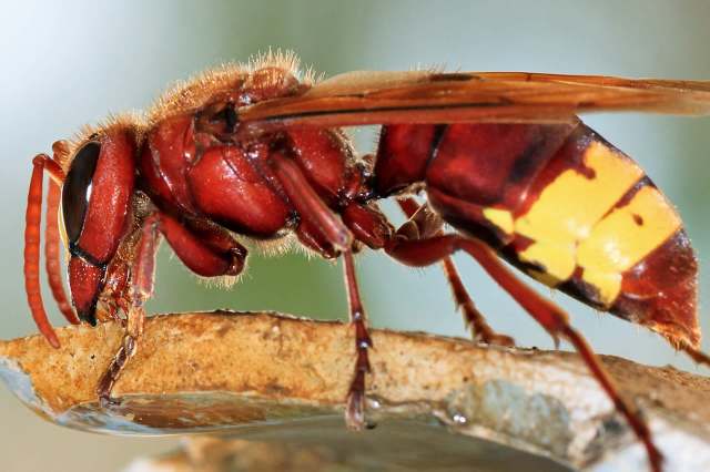 The oriental hornet was spotted near Split in a Kaštela quarry, Croatia, demonstrating that invasive species can resurface after decades.