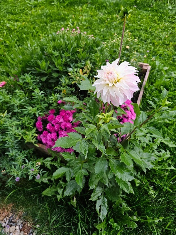 Landlords are notoriously strict and inflexible, which is why a renter's bold garden transformation is pleasantly surprising.