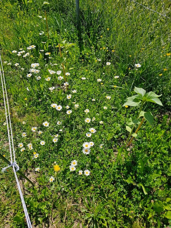 Landlords are notoriously strict and inflexible, which is why a renter's bold garden transformation is pleasantly surprising.