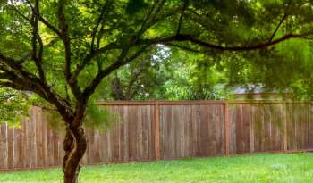 Having native plants in your backyard can attract amazing wildlife, as one family found out when an owl visited their garden.