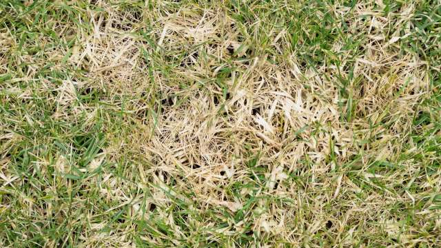 The pasture mealybug, originally discovered and named in Australia in 1928, is now wreaking destruction on Texas' grasses.