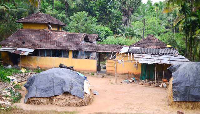 Authorities arrested a farmer in India after approximately 50 peafowl were found dead on his farm.