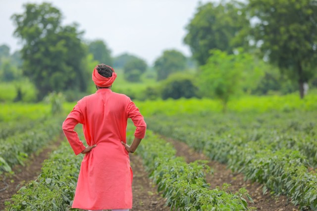 Massive rain over the last year is responsible for the collapse of the pepper harvest in Karnataka, India.