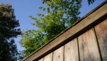 A bewildered homeowner in California took to Reddit to seek advice about an ongoing dispute with a neighbor over a tree wreaking havoc in their yard.