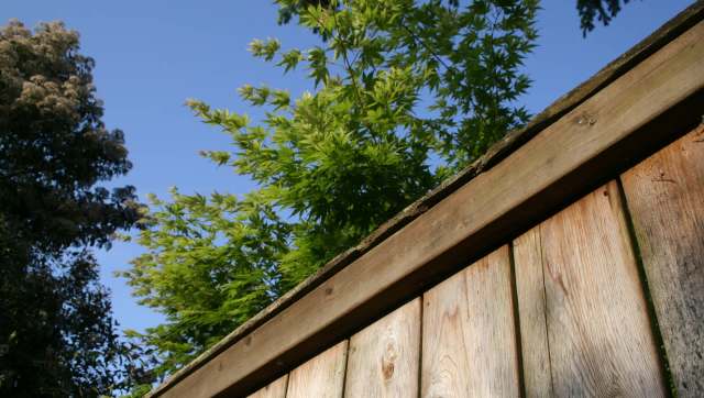 A bewildered homeowner in California took to Reddit to seek advice about an ongoing dispute with a neighbor over a tree wreaking havoc in their yard.