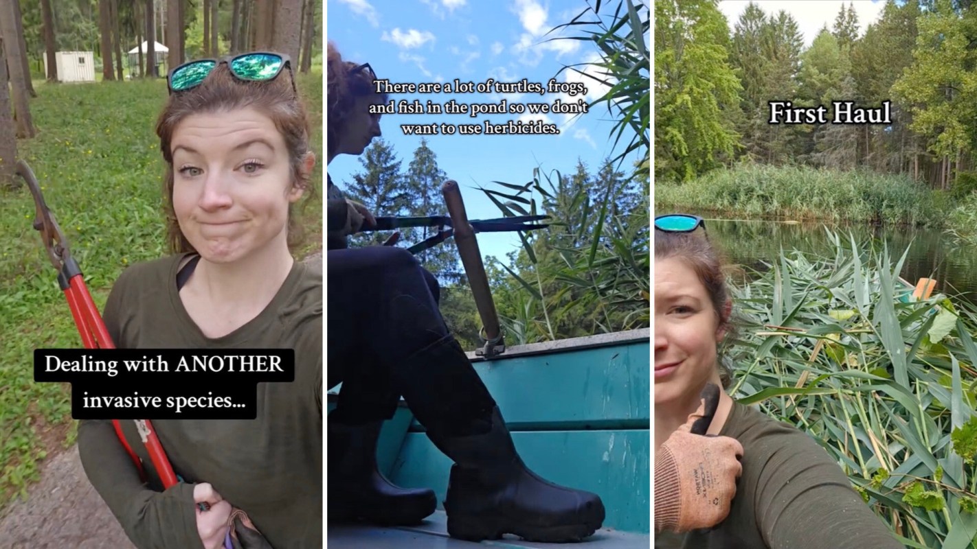 After spotting a growing section of the invasive plant species phragmites at her local pond, one woman decided to take matters into her own hands.