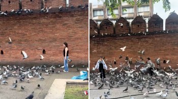 One TikTok user was baffled by tourists disturbing pigeons in Thailand.