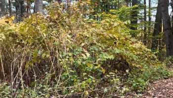 A viral TikTok by HEAL Farms shows how pigs can eradicate Japanese knotweed — an invasive species — just by eating it.