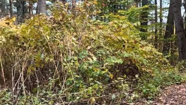 A viral TikTok by HEAL Farms shows how pigs can eradicate Japanese knotweed — an invasive species — just by eating it.