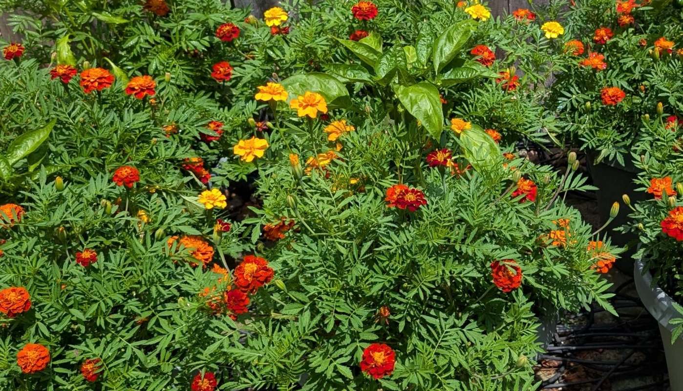 One gardener shows how companion planting — in this case, pairing marigolds with pimento peppers — can benefit all the plants involved.