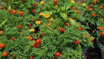 One gardener shows how companion planting — in this case, pairing marigolds with pimento peppers — can benefit all the plants involved.