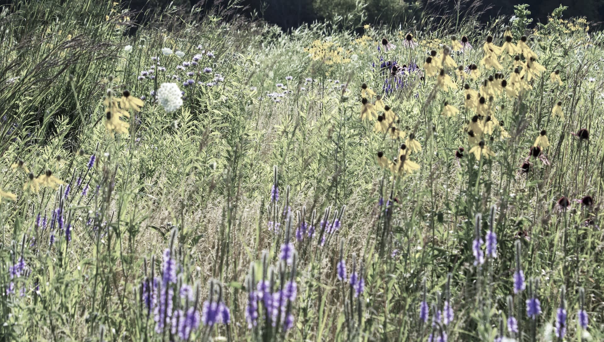 Researchers issue warning after observing concerning change in animal behavior: 'Much more far-reaching than previously assumed'