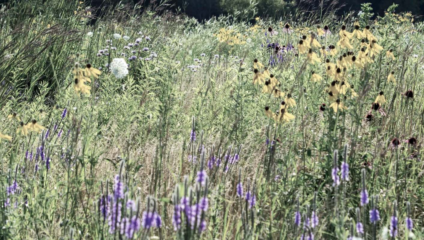 Researchers found that after exposure, the animals showed clear behavioral changes.