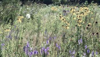 Researchers found that after exposure, the animals showed clear behavioral changes.