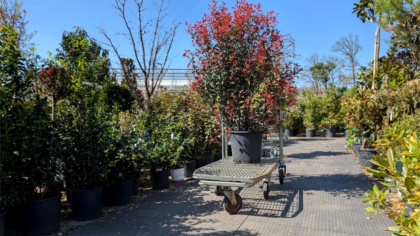 One Redditor's family learned the hard way how problematic it is to have multiflora roses growing in their yard.