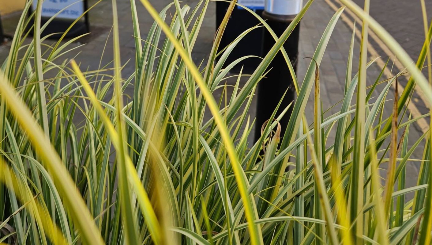 Littering is problematic for a variety of reasons, as illustrated in a recent Facebook post about vape litter.