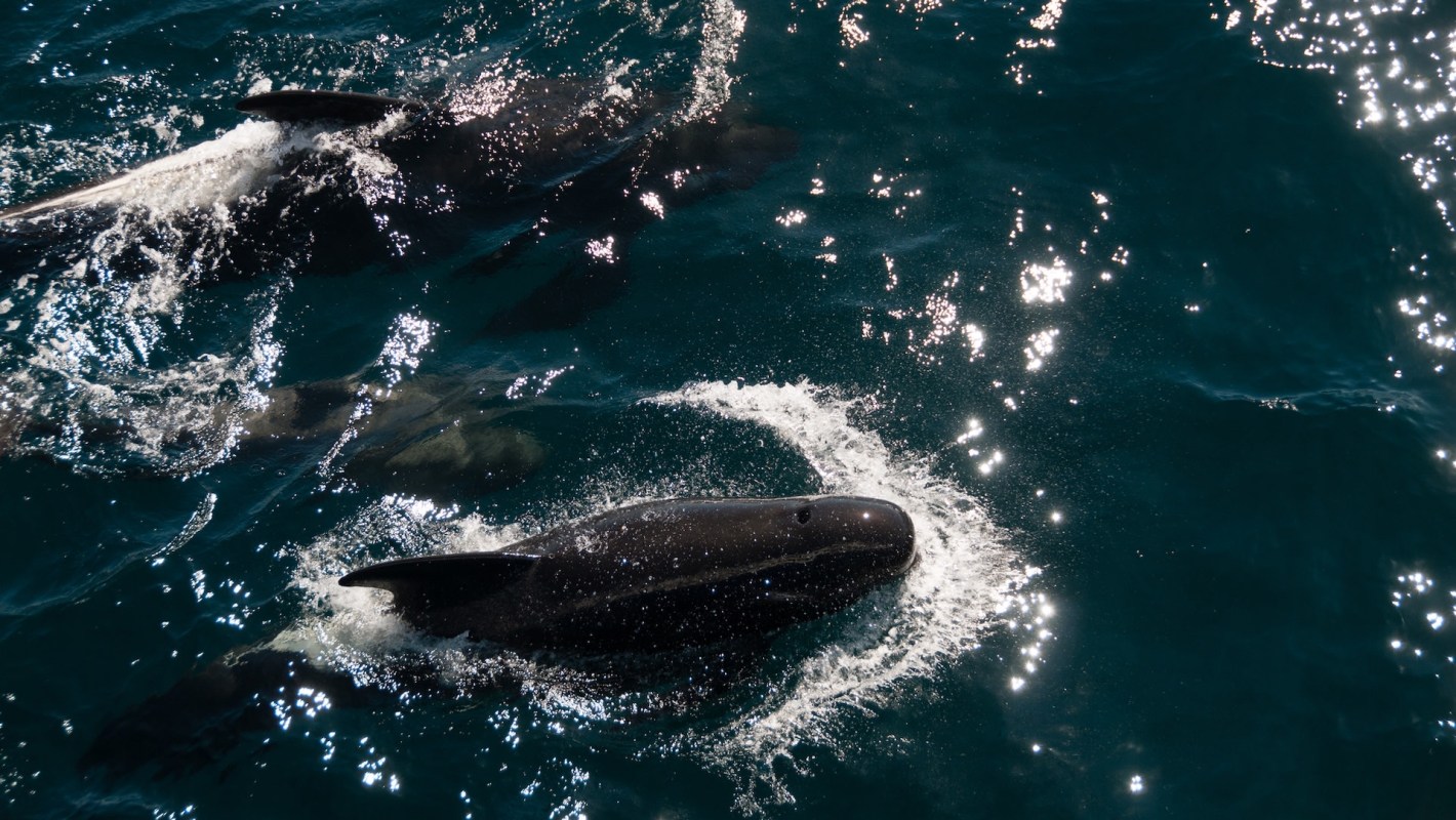 New research reveals that plastic pollution is getting even more dangerous for marine life because of rising global temperatures.