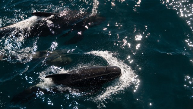 New research reveals that plastic pollution is getting even more dangerous for marine life because of rising global temperatures.