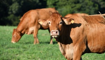 A cow in India was killed by a speeding vehicle, but officials found a shocking amount of plastic particles in its stomach during the post-mortem.