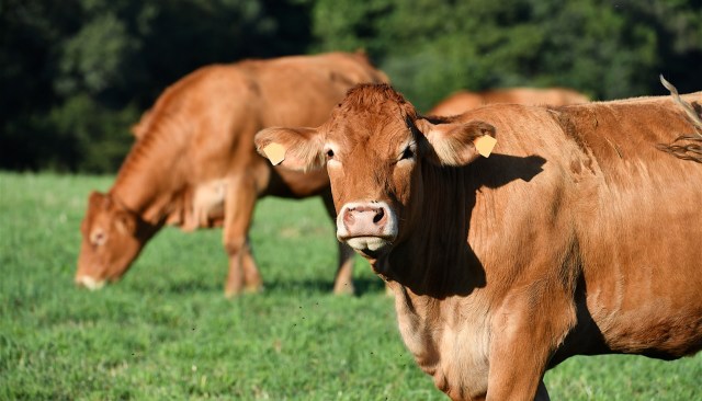 A cow in India was killed by a speeding vehicle, but officials found a shocking amount of plastic particles in its stomach during the post-mortem.