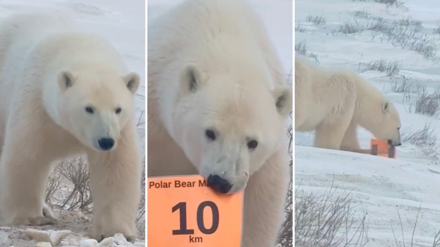 An annual marathon in northern Canada was recently interrupted by a polar bear, who removed a race sign along the route.
