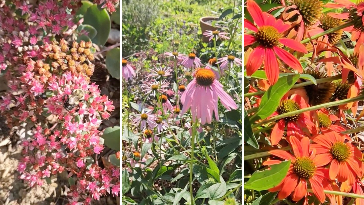 One redditor shared a video of their thriving pollinator garden, prompting a discussion about the benefits of lawnless lawns.