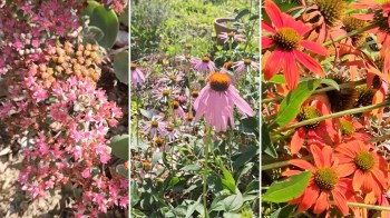 One redditor shared a video of their thriving pollinator garden, prompting a discussion about the benefits of lawnless lawns.