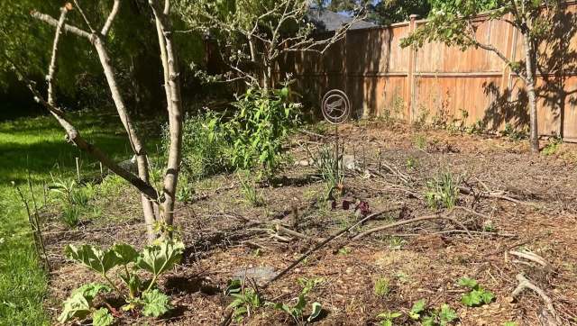 One gardener shared before-and-after photos of their pollinator garden, showcasing the incredible transformation.