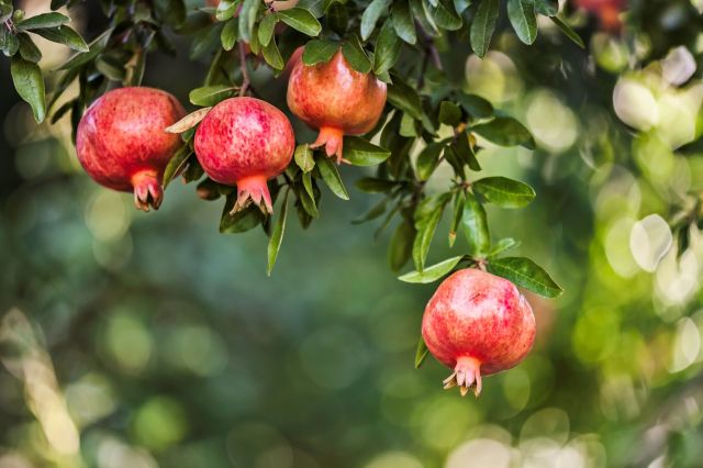 Researchers in Germany discovered that punicin, a compound found in pomegranate leaves, can help recover lithium from industrial waste.