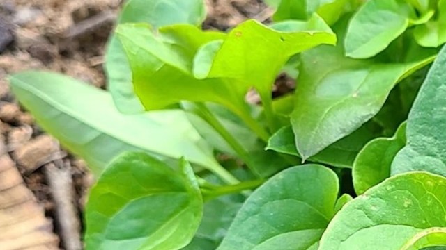 One Redditor was shocked to discover an invasive sweet autumn clematis taking over their yard.