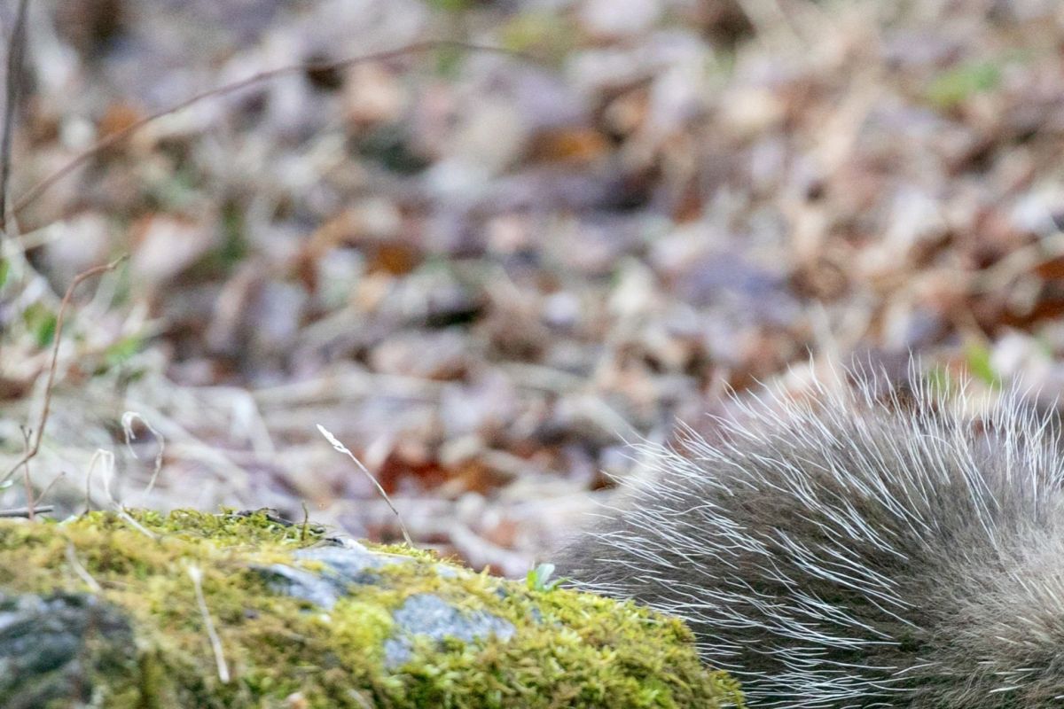 One Reddit user shared a video of an entitled man harassing a wild porcupine, and Redditors were not having it.