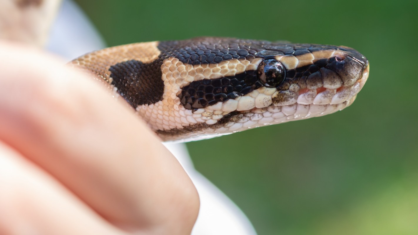 A Florida man encountered a nearly 12-foot-long Burmese python — an invasive species — in the road while coming home from dinner.