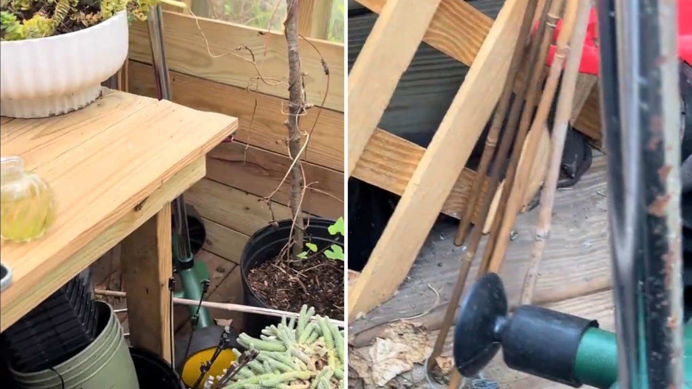 One gardener was thrilled to find a red-bellied water snake hidden among their garden tools.