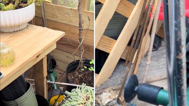 One gardener was thrilled to find a red-bellied water snake hidden among their garden tools.