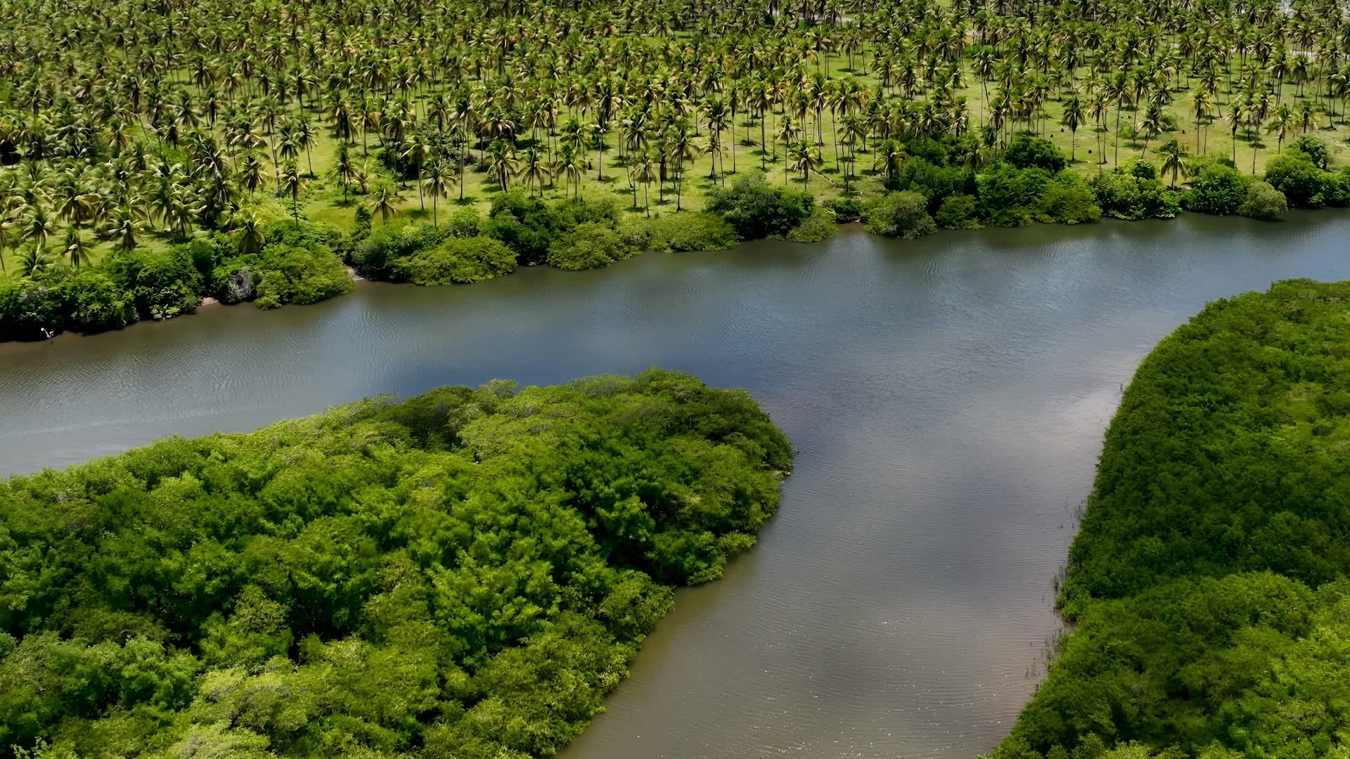 Researchers complete ambitious project with near-extinct creatures: 'Their sounds ... are returning'