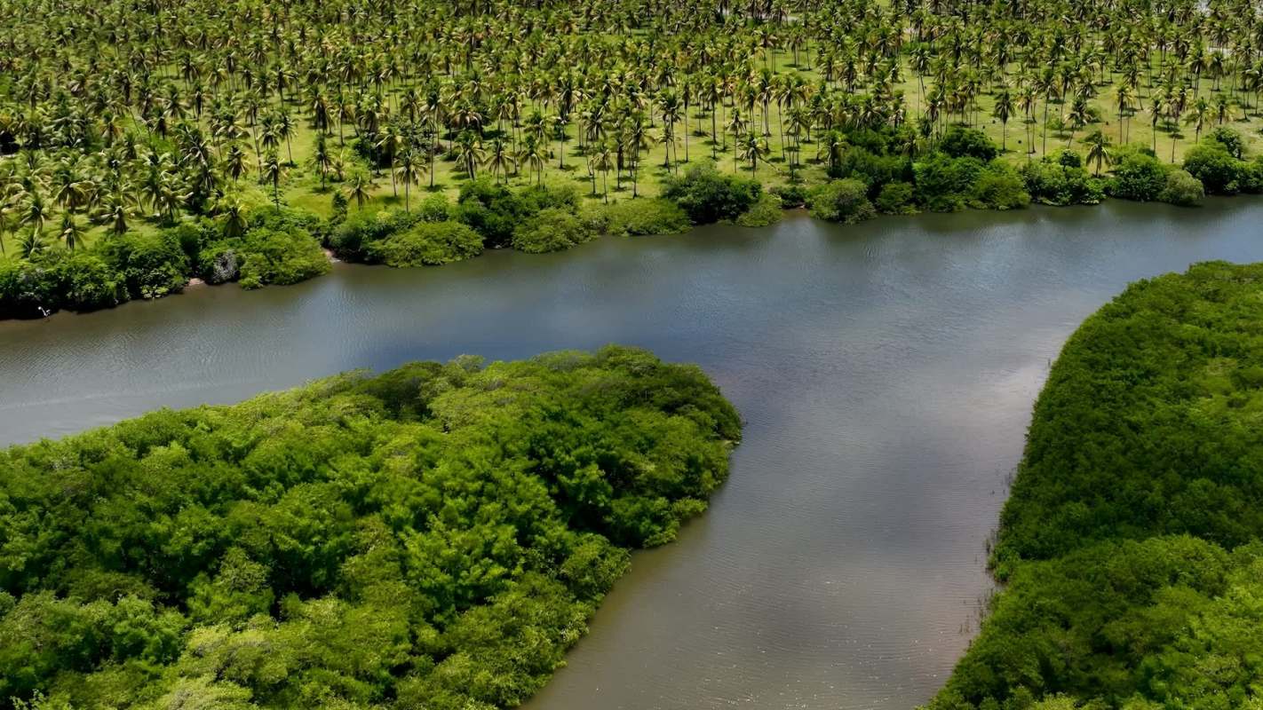 The vibrant call of red-browed amazons is echoing in Brazil's Atlantic Forest after decades of silence.