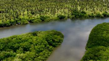 The vibrant call of red-browed amazons is echoing in Brazil's Atlantic Forest after decades of silence.