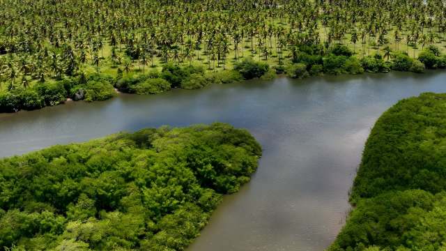 The vibrant call of red-browed amazons is echoing in Brazil's Atlantic Forest after decades of silence.